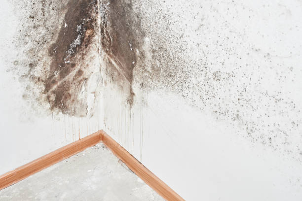 Mold Remediation for Rental Properties